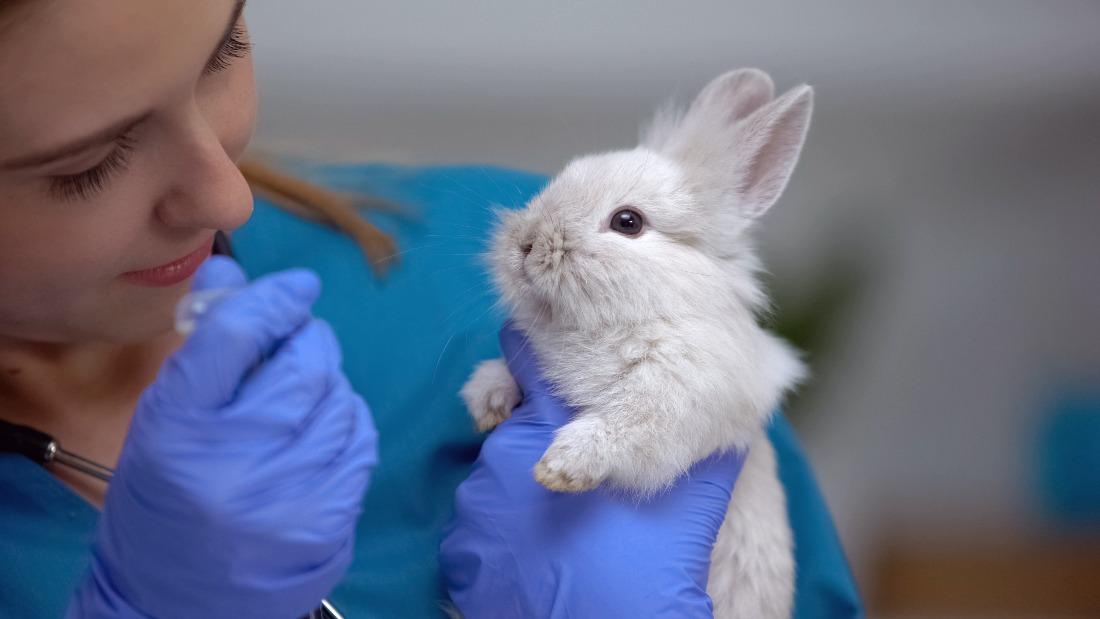 rabbit vaccination